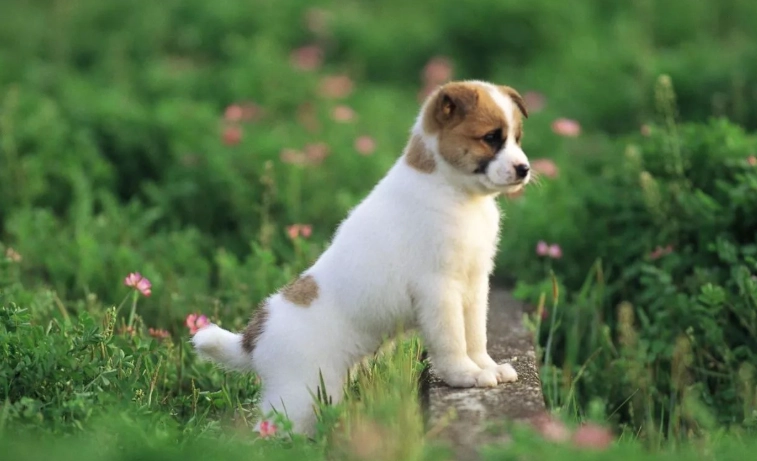 狗地瓜過敏 狗地瓜過敏