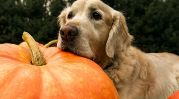南瓜皮對狗狗的好處