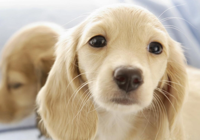 狗狗慢性中毒原因