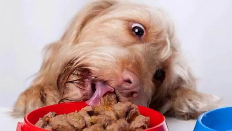 安全的人類食物給狗 安全的人類食物給狗