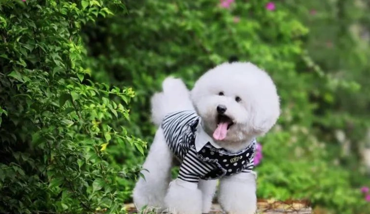 適合公寓的小型犬