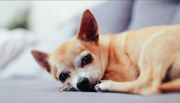 蛋黃對狗狗風險