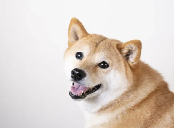 狗狗慢性中毒治療