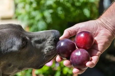狗狗可以吃的水果
