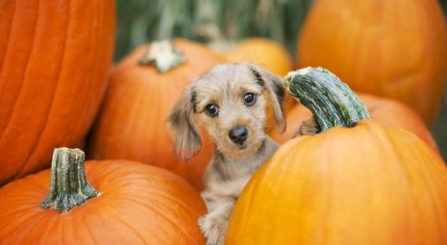 南瓜對狗狗的好處 南瓜對狗狗的好處