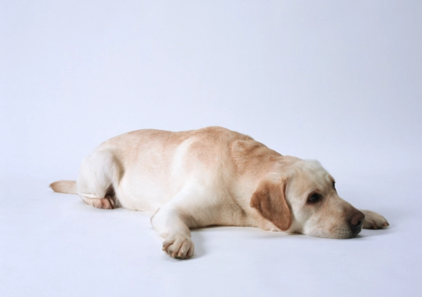 狗吃地瓜安全 狗吃地瓜安全