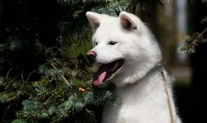 紫色地瓜狗狗 紫色地瓜狗狗