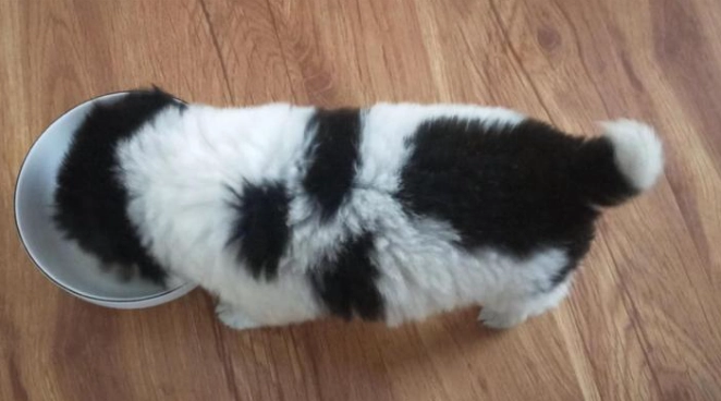 狗狗換牙期護理