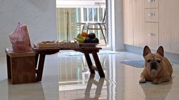 老狗吃蛋注意事項