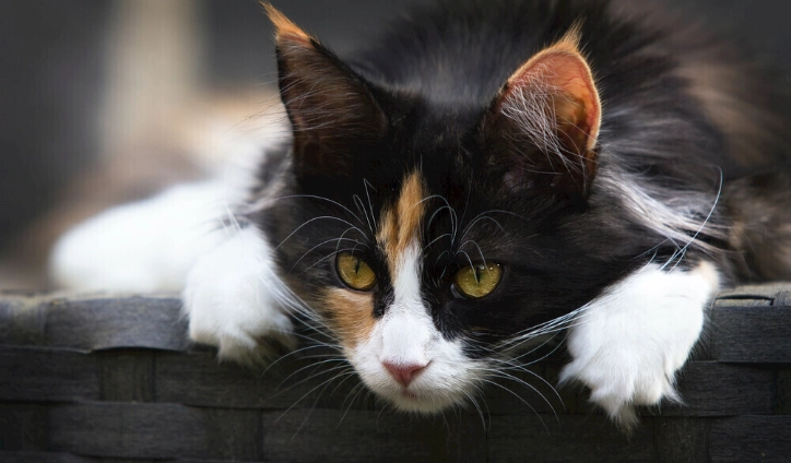 貓藥膏中毒症狀