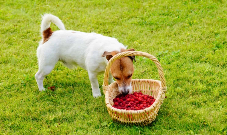 狗狗水果餵食禁忌