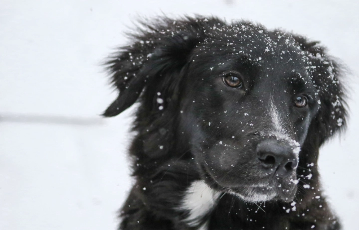 秋葵對狗狗的好處