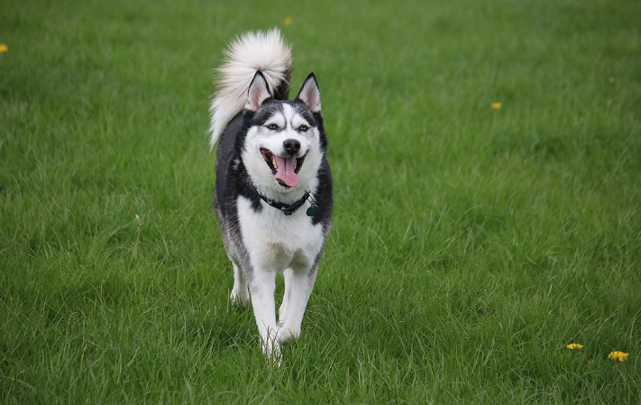 茶葉對狗有害嗎