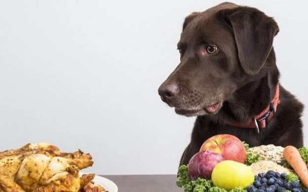 狗能吃的人類食物 狗能吃的人類食物