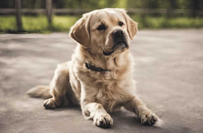 寵物食品安全 寵物食品安全