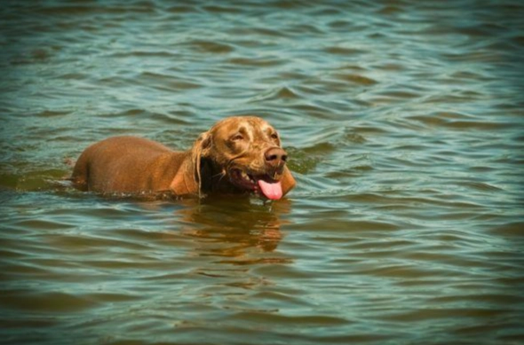 鮑魚對狗狗有害嗎
