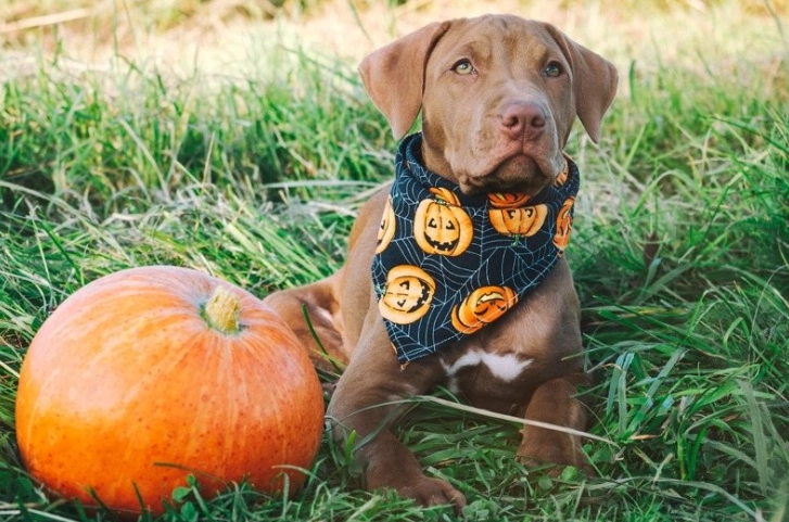 南瓜對狗狗的影響