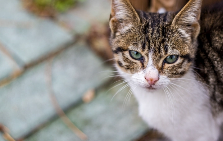 貓誤食藥膏處理