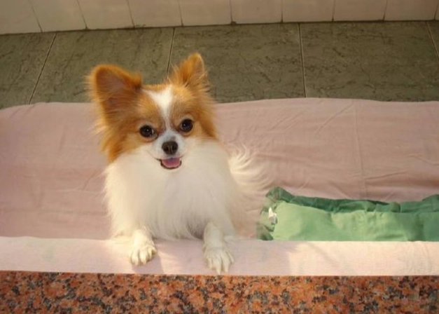 藍莓對狗的好處