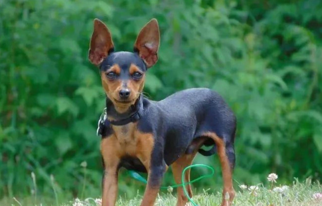 狗狗吐黃水怎麼辦