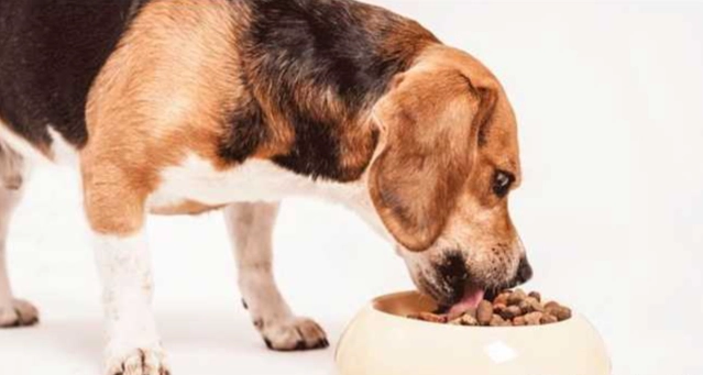 枸杞對狗的好處 枸杞對狗的好處