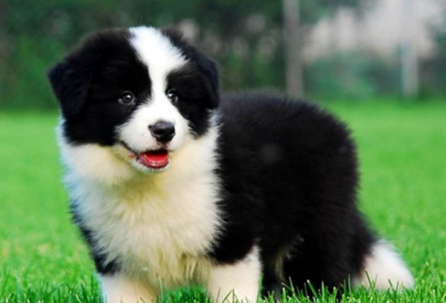 狗腸胃不適處理 狗腸胃不適處理