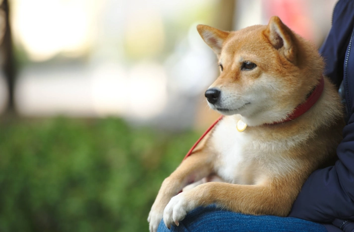 南瓜皮對狗有害嗎