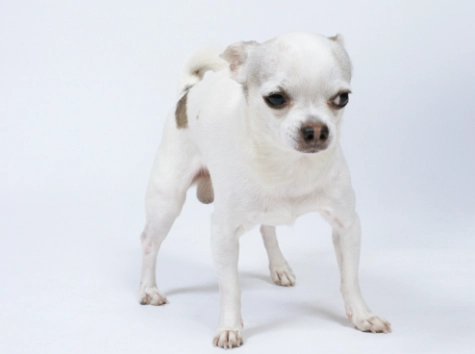 香蕉皮對狗狗的影響