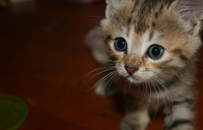 貓吃蟑螂藥急救