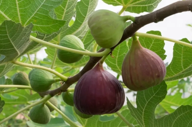 狗狗吃無花果乾