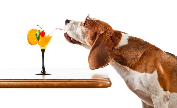 狗狗喝果汁安全嗎