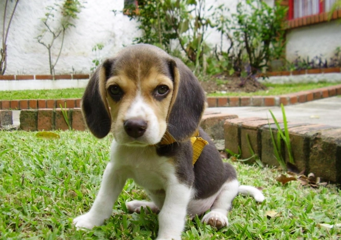 狗中毒預防方法