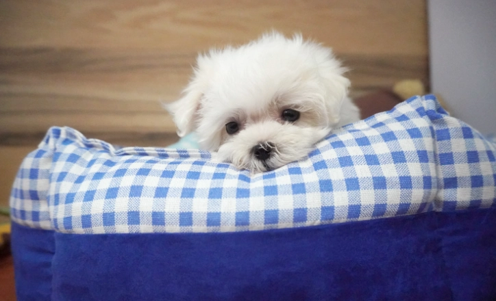 馬爾濟斯飼養指南