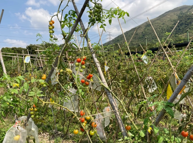 狗吃番茄注意事項