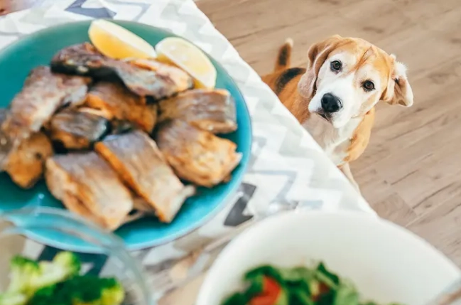 如何餵狗吃魚