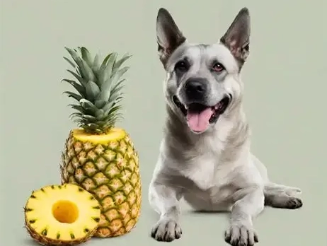 狗狗吃鳳梨釋迦安全嗎 狗狗吃鳳梨釋迦安全嗎
