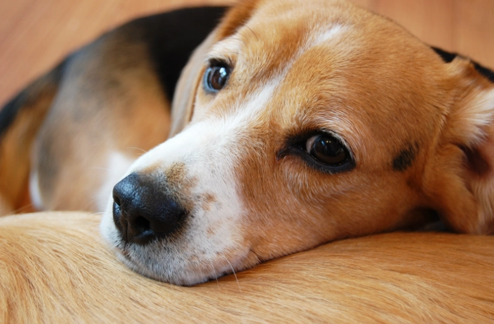 寵物蛋類飲食指南