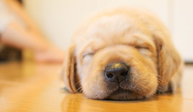 狗胆汁呕吐原因