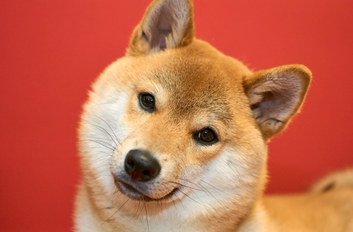 地瓜皮對狗安全嗎