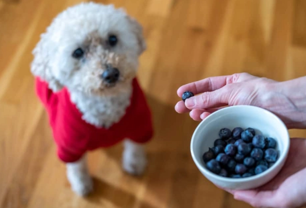 藍莓對狗的好處 藍莓對狗的好處