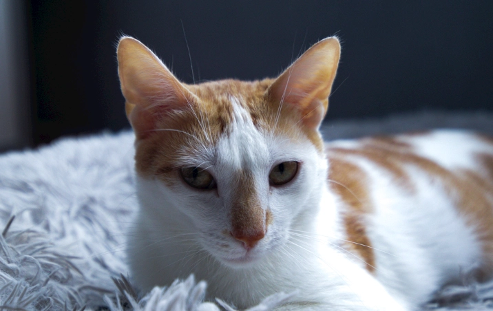 貓誤食蟑螂藥症狀