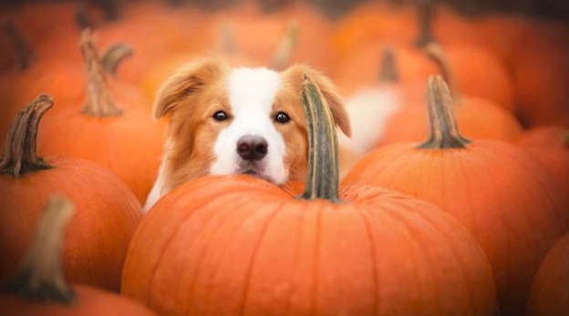 狗狗可以吃南瓜皮嗎