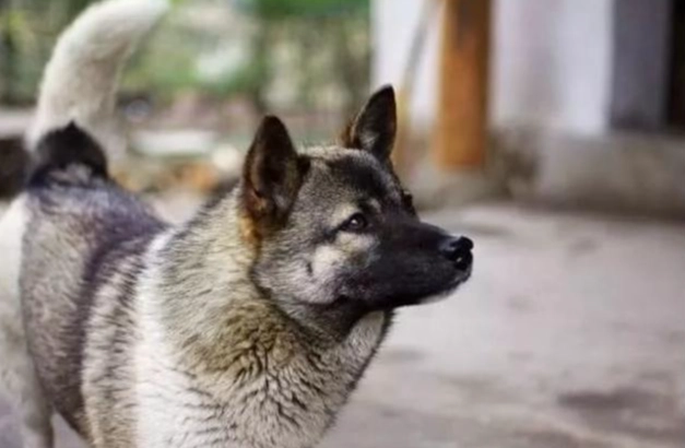 除草劑中毒狗處理