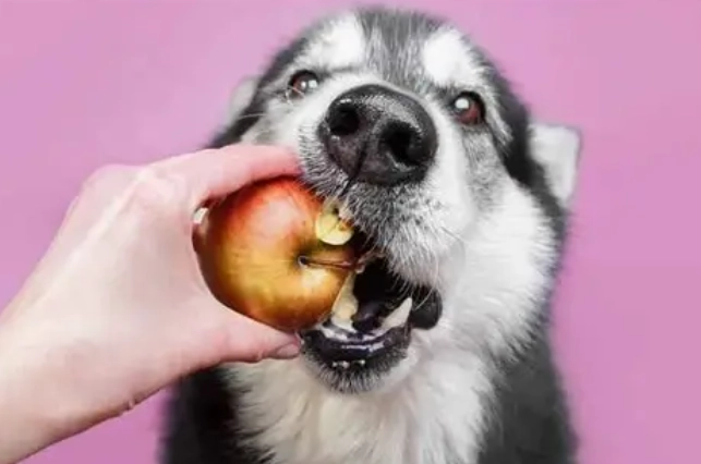 狗狗食物中毒症狀 狗狗食物中毒症狀