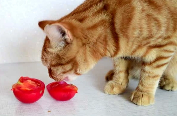 貓吃枸杞安全嗎