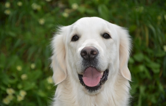 火龍果對狗的毒性