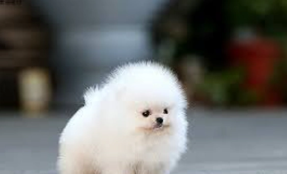 健康小型犬照護