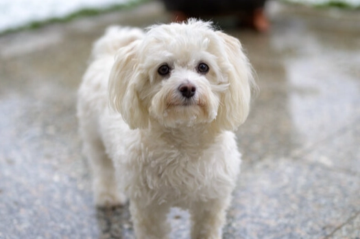 馬爾濟斯犬護理