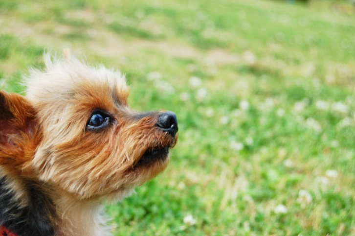 狗吃奇異果皮安全嗎