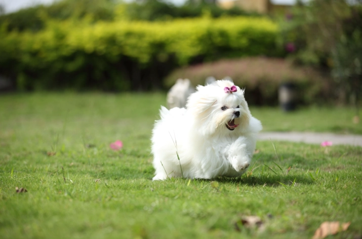 馬爾濟斯飼養指南